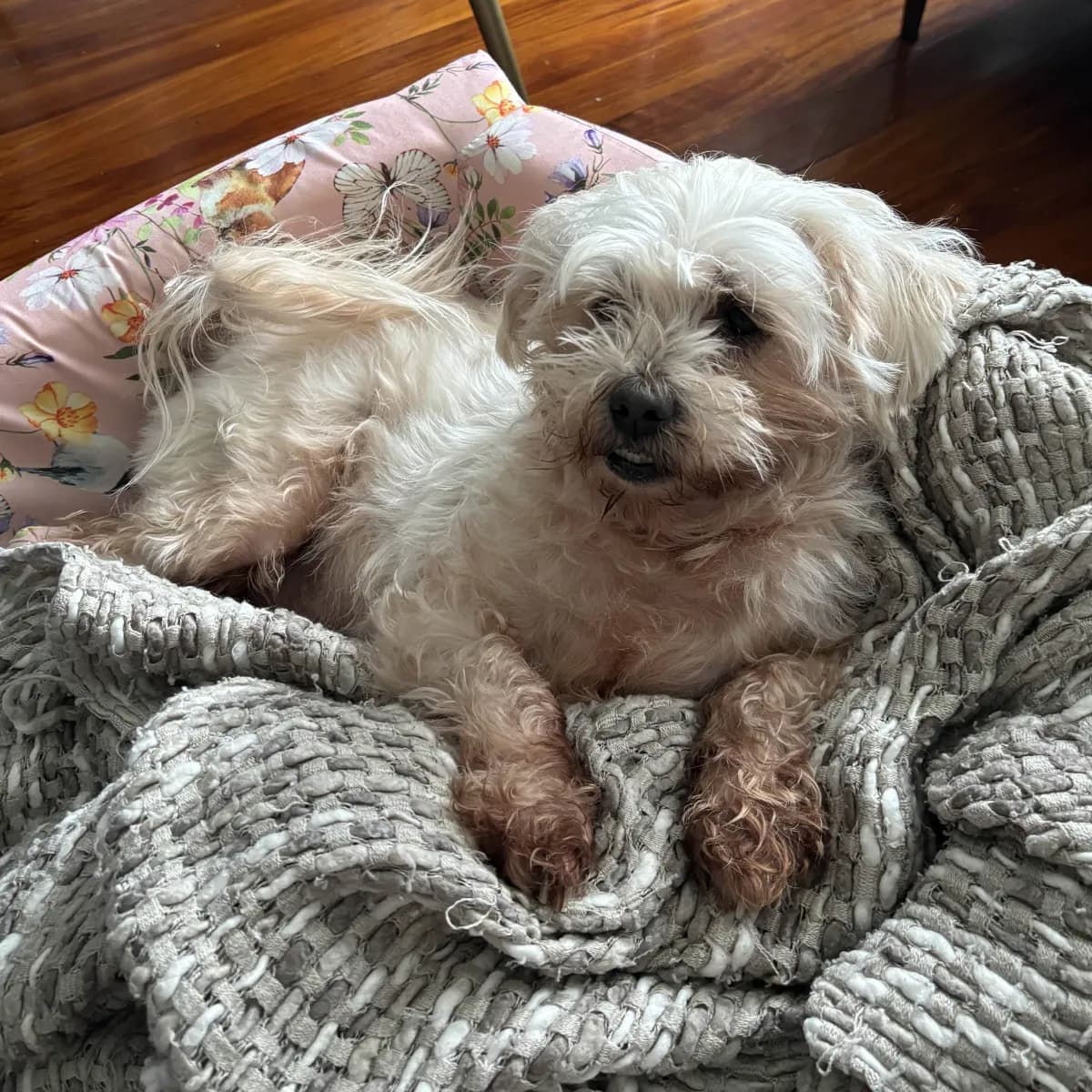 Ruffy, a small fluffy white dog, lying on a pink floral dog bed under a grey knitted blanket